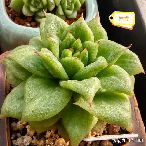 多肉浇水后叶子发软怎么办？-第1张图片-吾爱花网