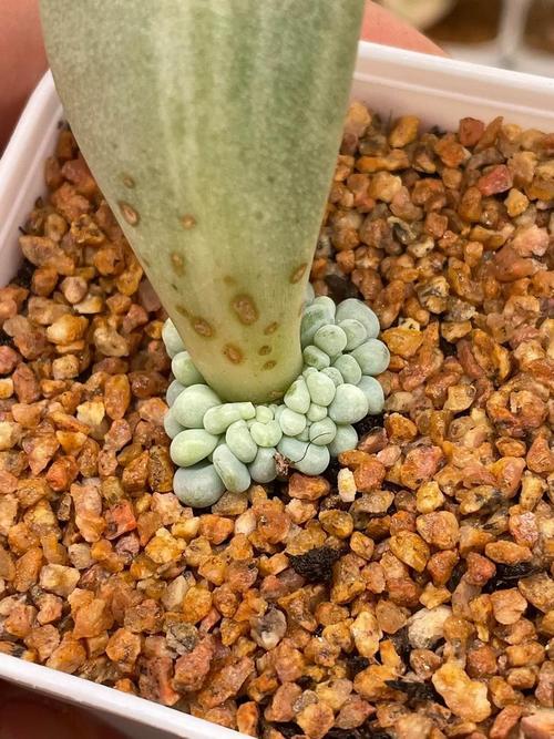 多肉浇水后叶子发软怎么办？-第2张图片-吾爱花网