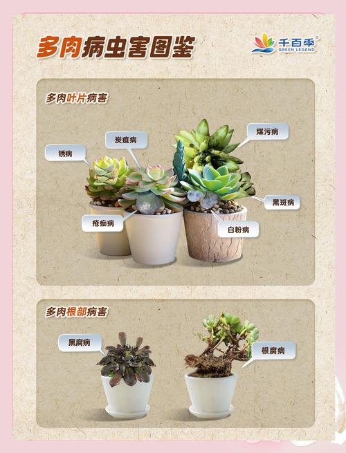 多肉植物养护有哪些关键技巧？-第3张图片-吾爱花网