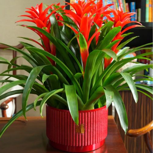 室内大盆栽选哪种好？-第1张图片-吾爱花网