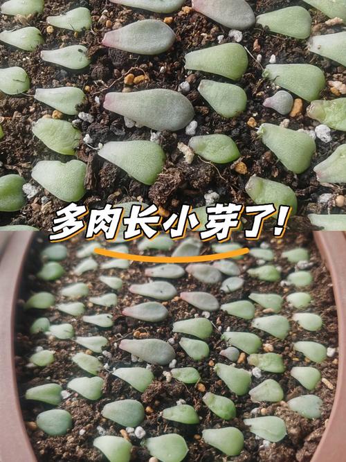 多肉小苗冻伤后如何急救？-第1张图片-吾爱花网