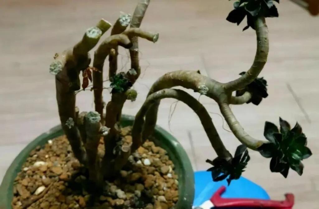 多肉小苗冻伤后如何急救？-第3张图片-吾爱花网