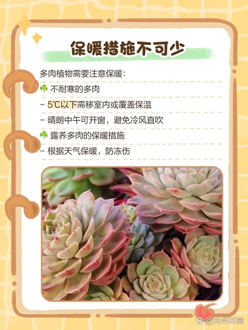 湖南多肉冬天怎么安全过冬？-第1张图片-吾爱花网