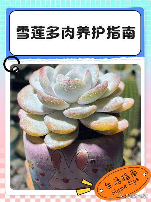 湖南多肉冬天怎么安全过冬？-第2张图片-吾爱花网