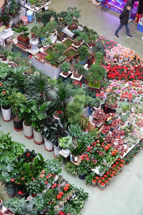 大连哪里买盆栽最便宜实惠？-第1张图片-吾爱花网