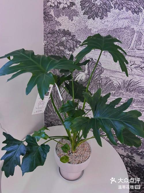 大连哪里买盆栽最便宜实惠？-第3张图片-吾爱花网