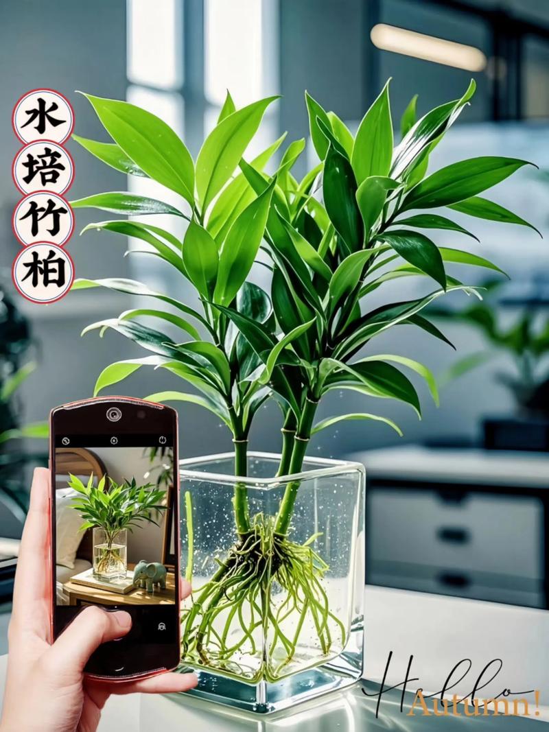 水培植物家中能多种吗？-第2张图片-吾爱花网