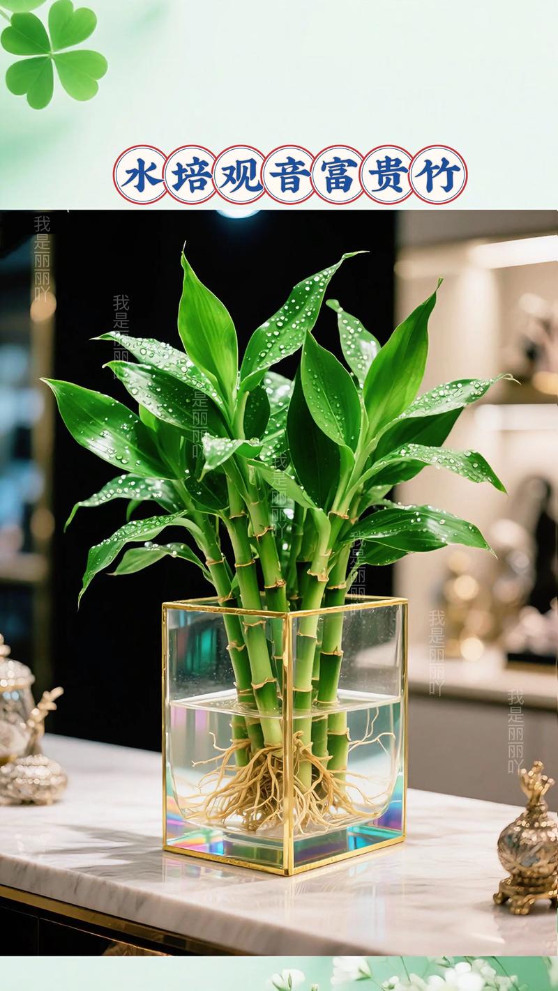 水培观音竹用雨水好吗?-第1张图片-吾爱花网 水培观音竹用雨水好吗?-第1张图片-吾爱花网