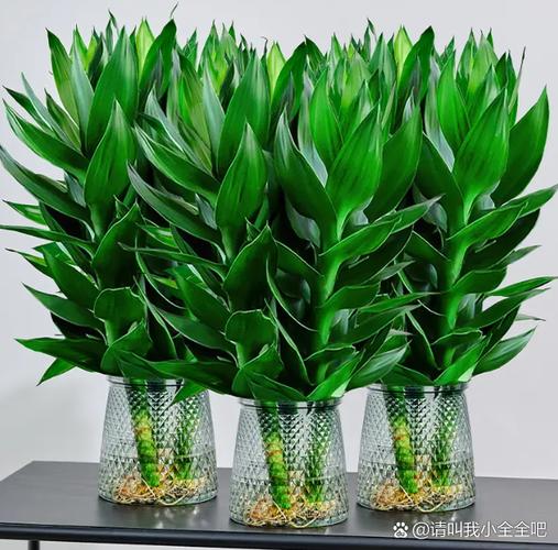 水培观音竹用雨水好吗？-第3张图片-吾爱花网