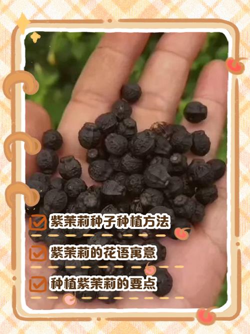 茉莉花种子能直接水培生根吗?-第1张图片-吾爱花网 茉莉花种子能直接水培生根吗?-第1张图片-吾爱花网