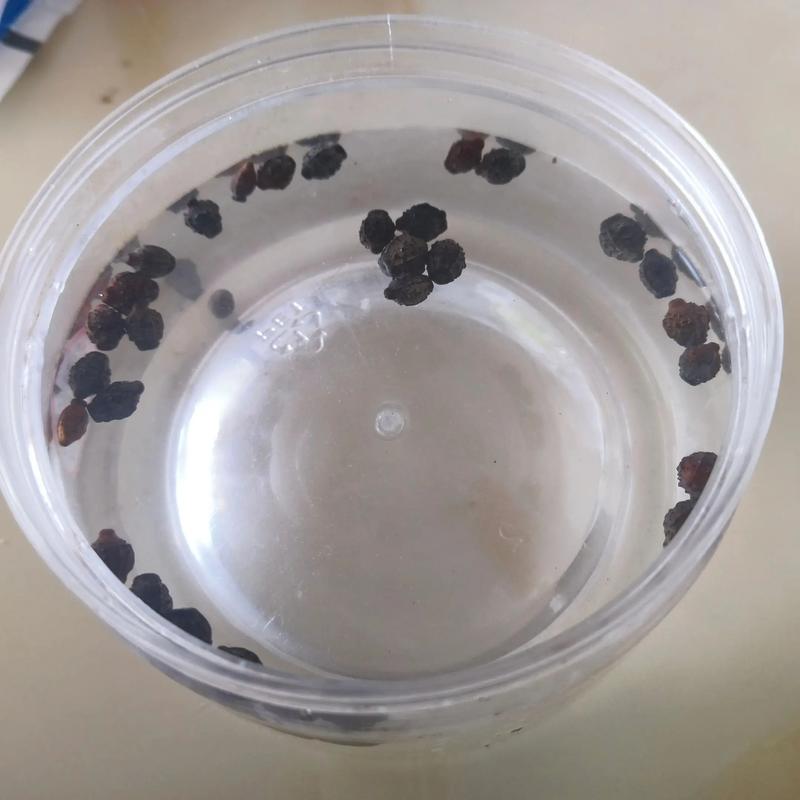 茉莉花种子能直接水培生根吗?-第2张图片-吾爱花网 茉莉花种子能直接水培生根吗?-第2张图片-吾爱花网