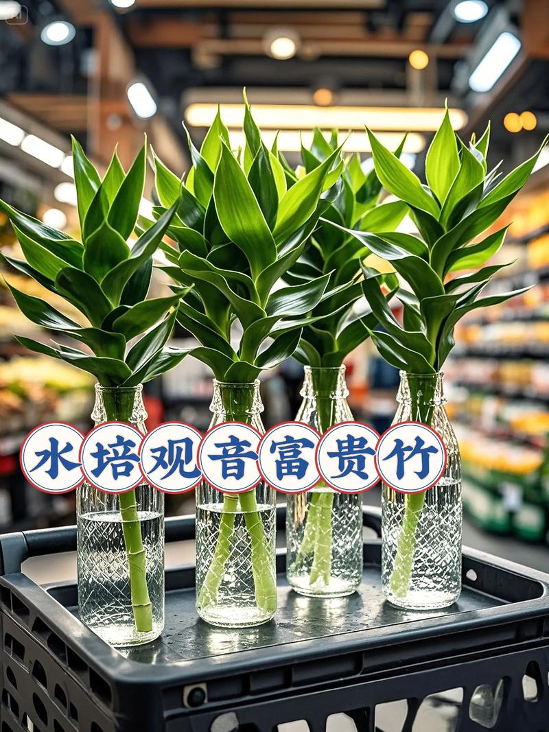 富贵竹枝条能水培吗？-第2张图片-吾爱花网