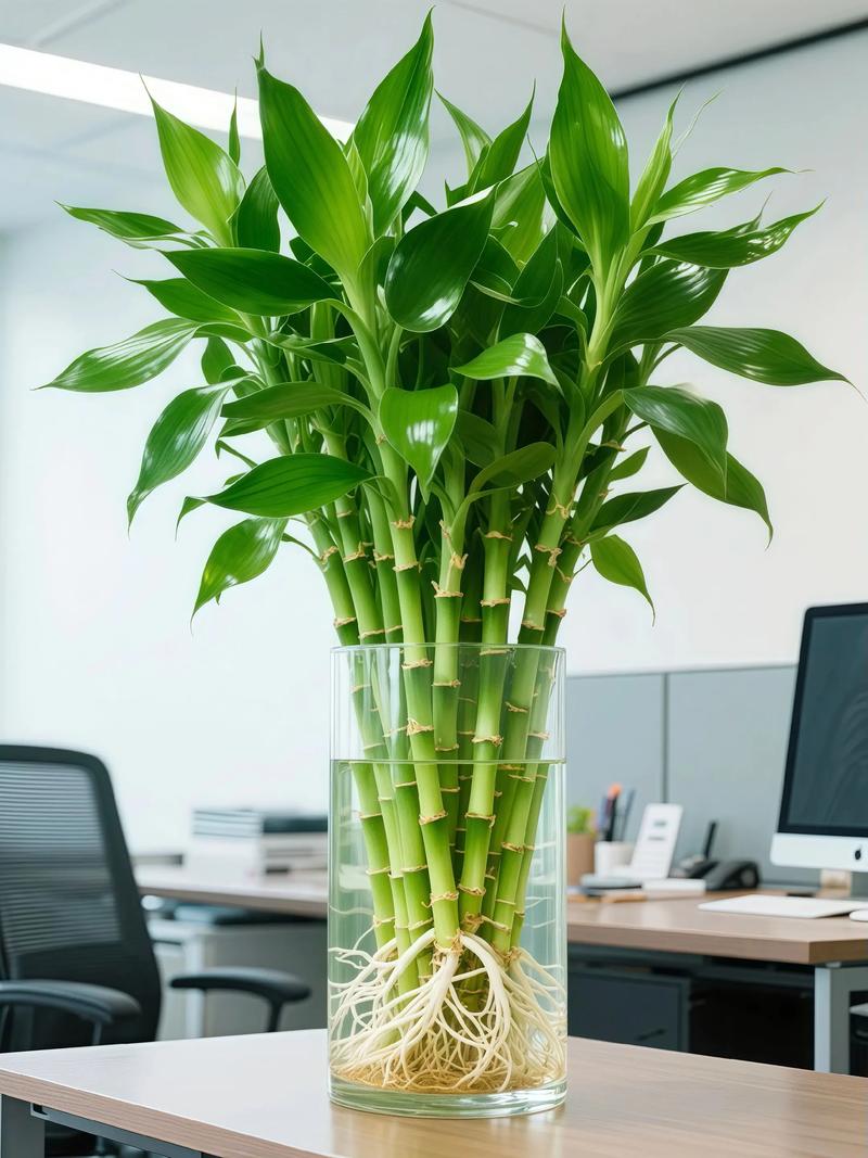 富贵竹枝条能水培吗?-第1张图片-吾爱花网 富贵竹枝条能水培吗?-第1张图片-吾爱花网