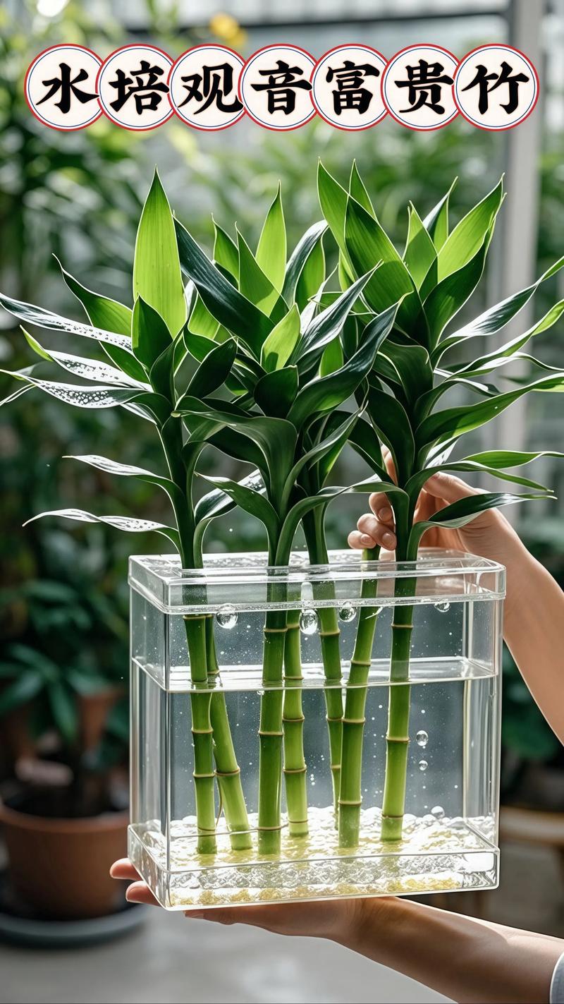 富贵竹枝条能水培吗?-第3张图片-吾爱花网 富贵竹枝条能水培吗?-第3张图片-吾爱花网
