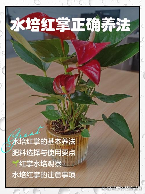 水培红掌浇水该注意哪些细节？-第1张图片-吾爱花网