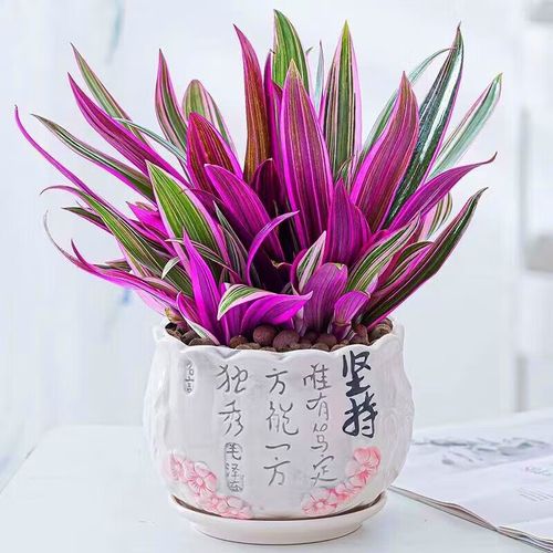 紫吊兰水培转土培怎么换盆？-第2张图片-吾爱花网