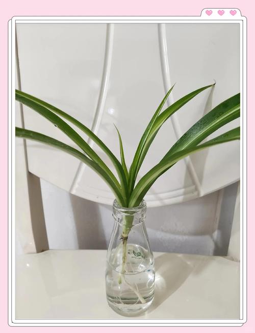 紫吊兰水培转土培怎么换盆？-第3张图片-吾爱花网