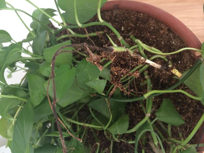 水培绿萝黄叶烂柄咋办？-第1张图片-吾爱花网