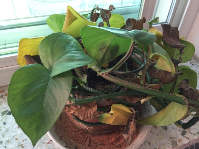 水培绿萝黄叶烂柄咋办？-第3张图片-吾爱花网