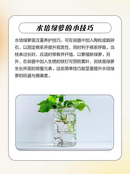 水培绿萝如何养才能长得好？-第1张图片-吾爱花网