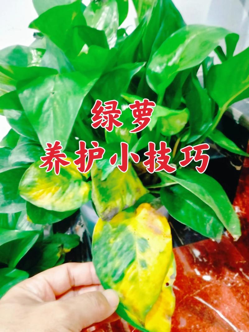 水培绿萝如何养才能长得好？-第3张图片-吾爱花网