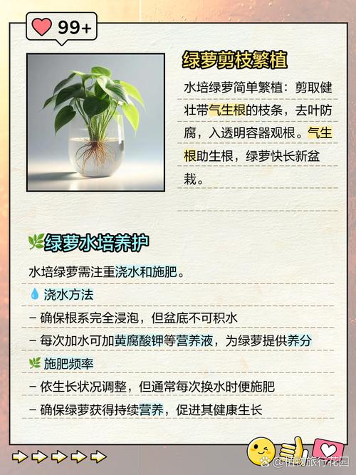 水培绿萝如何养才能长得好？-第2张图片-吾爱花网