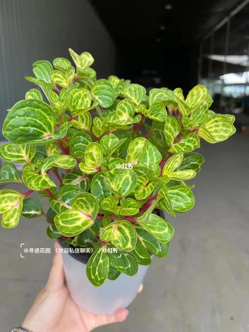 水培玻璃翠总烂根？原因出在哪？-第3张图片-吾爱花网