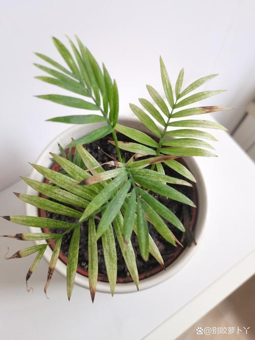 水培迷你椰子叶尖为何会变枯？-第1张图片-吾爱花网