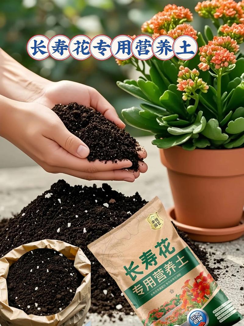 长寿花盆栽土壤怎么配才合适?-第1张图片-吾爱花网 长寿花盆栽土壤怎么配才合适?-第1张图片-吾爱花网