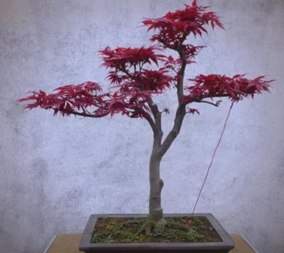 红枫盆栽适合家中养护吗？-第3张图片-吾爱花网