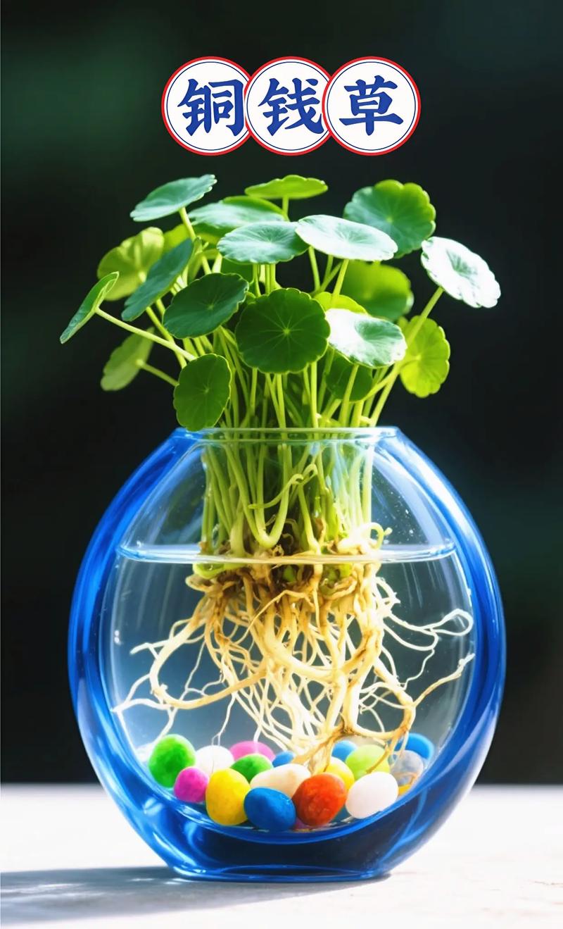 盆栽铜钱草为什么不长-第1张图片-吾爱花网