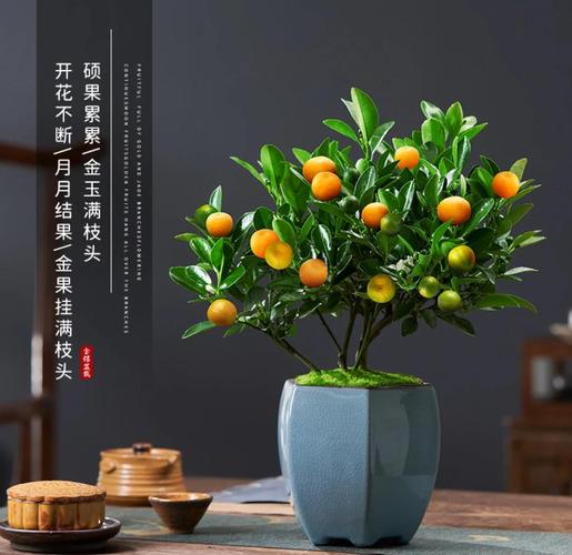 金桔剪枝后这样剪对吗？-第1张图片-吾爱花网