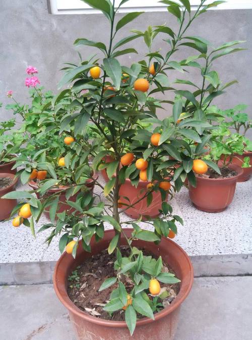 金桔剪枝后这样剪对吗？-第2张图片-吾爱花网