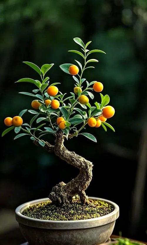 金桔剪枝后这样剪对吗？-第3张图片-吾爱花网