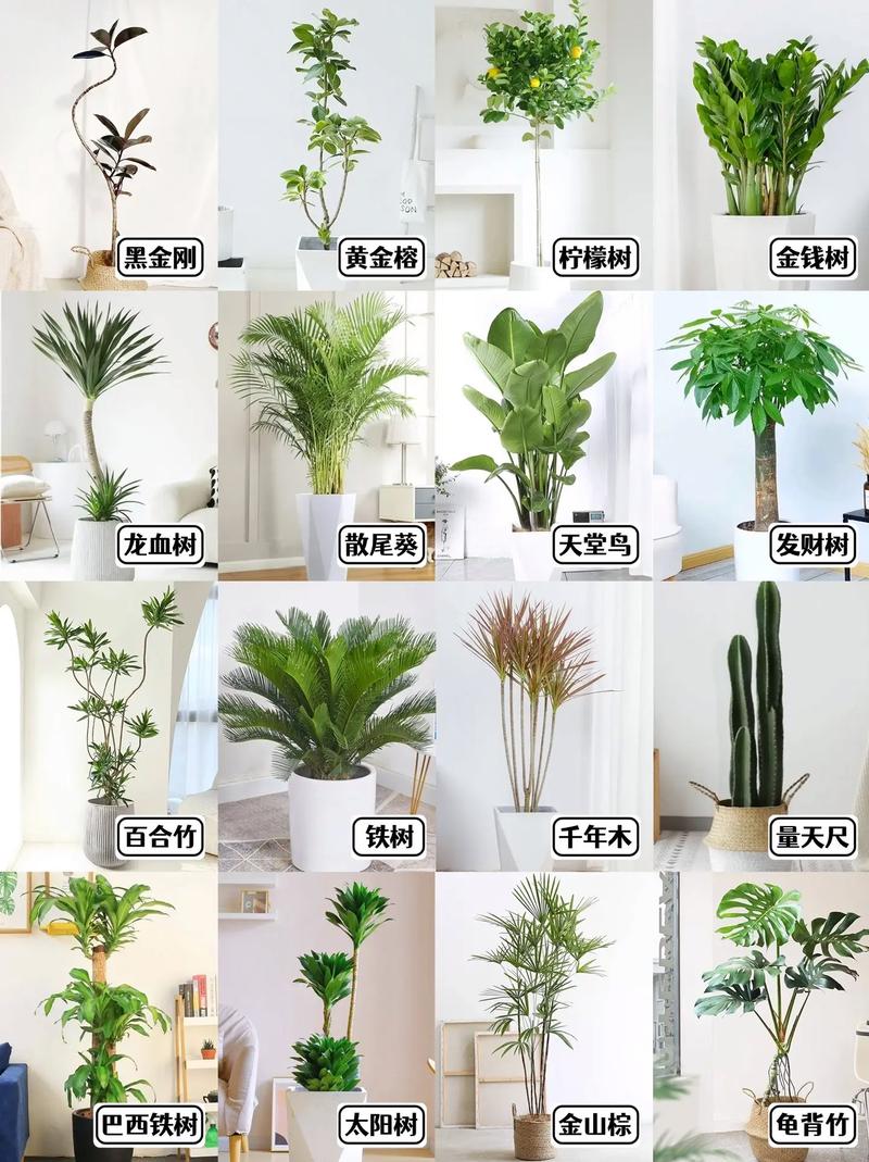 所有室内绿植盆栽图片有哪些种类?-第1张图片-吾爱花网 所有室内绿植盆栽图片有哪些种类?-第1张图片-吾爱花网