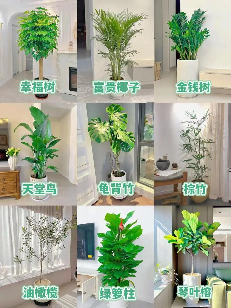 所有室内绿植盆栽图片有哪些种类?-第2张图片-吾爱花网 所有室内绿植盆栽图片有哪些种类?-第2张图片-吾爱花网