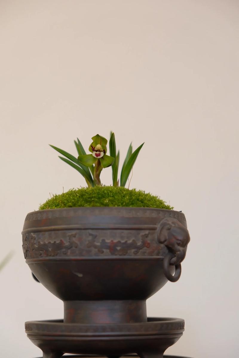 兰花盆栽选什么材质最漂亮？-第2张图片-吾爱花网