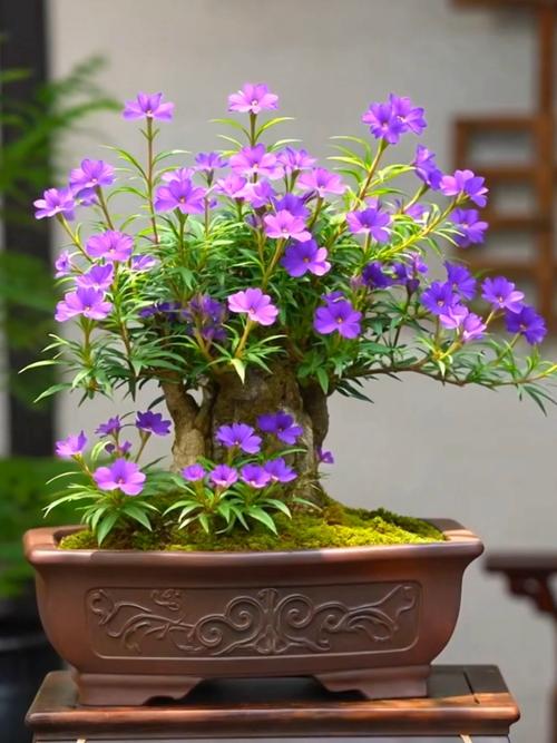 花盆栽图片大全有哪些常见品种？-第1张图片-吾爱花网