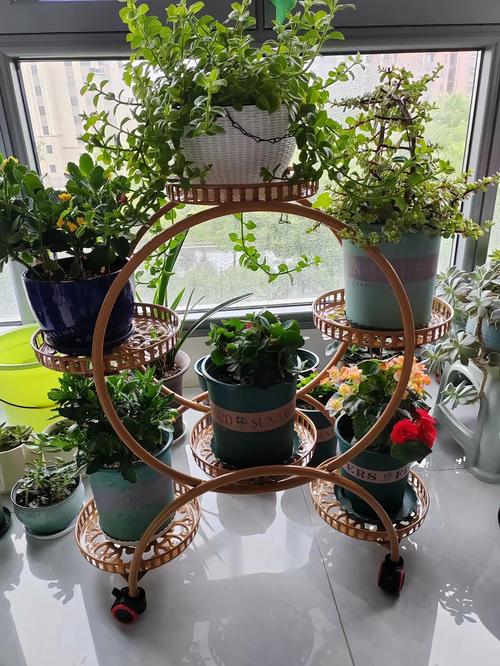 花盆栽图片大全有哪些常见品种？-第2张图片-吾爱花网