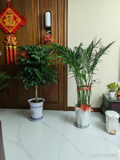 花盆栽图片大全有哪些常见品种？-第3张图片-吾爱花网