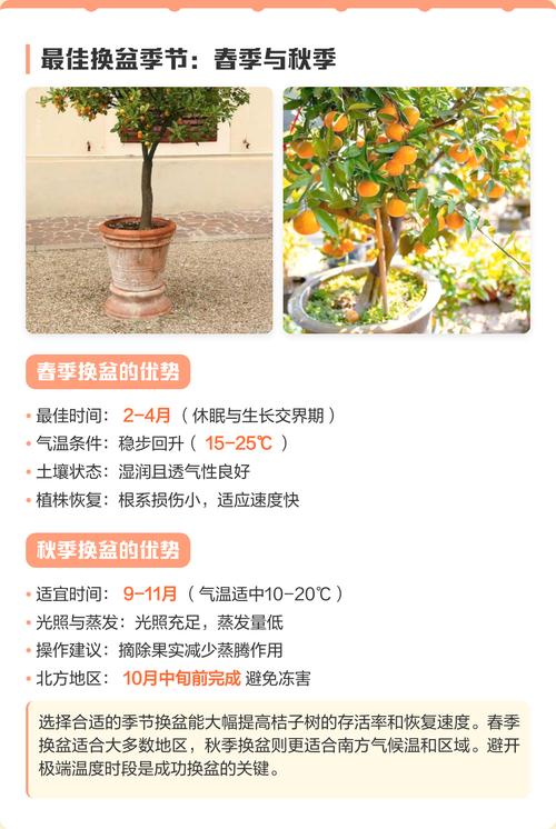 盆栽桔子树为何不挂果？-第2张图片-吾爱花网