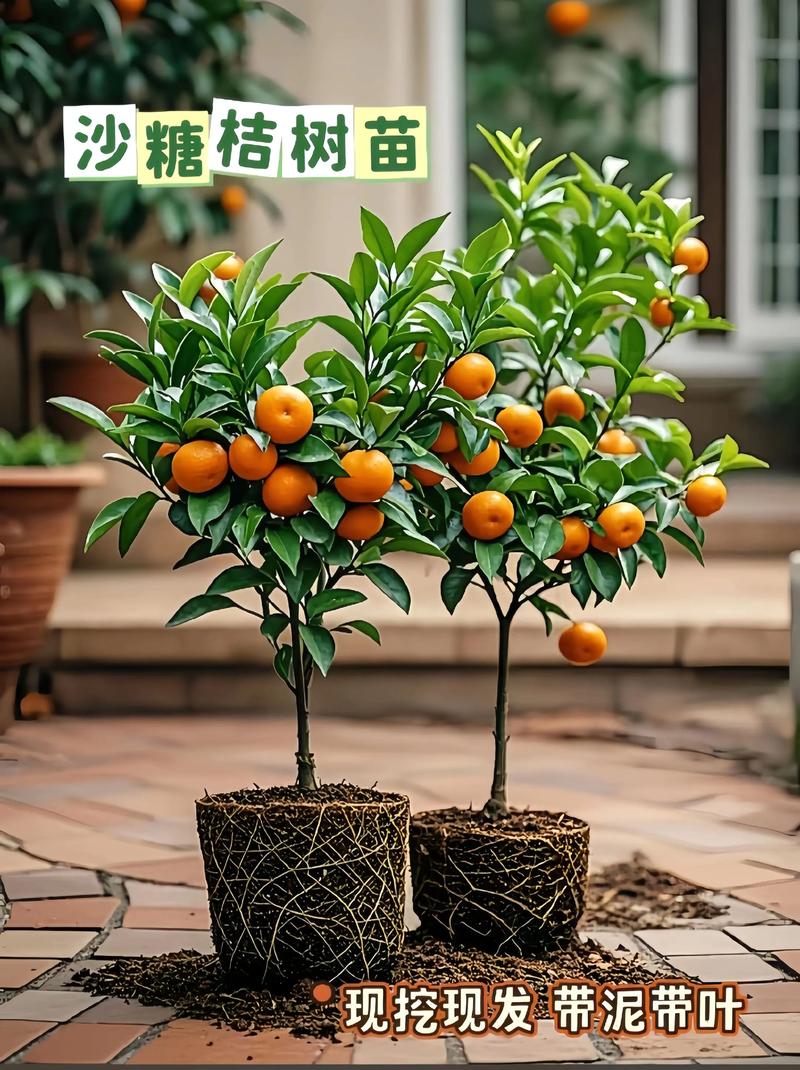 盆栽桔子树为何不挂果？-第3张图片-吾爱花网