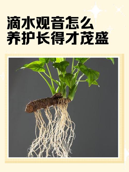 水培植物有何独特作用与功效?-第2张图片-吾爱花网 水培植物有何独特作用与功效?-第2张图片-吾爱花网