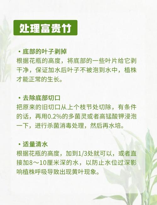 水培植物有何独特作用与功效?-第1张图片-吾爱花网 水培植物有何独特作用与功效?-第1张图片-吾爱花网