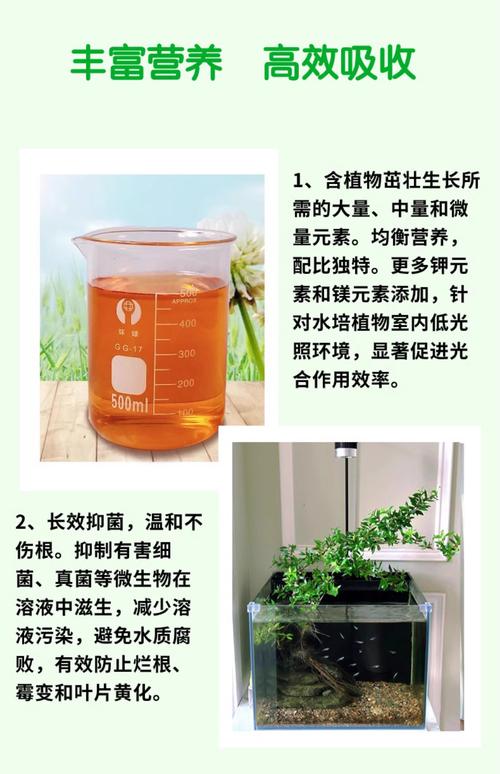 水培植物有何独特作用与功效?-第3张图片-吾爱花网 水培植物有何独特作用与功效?-第3张图片-吾爱花网