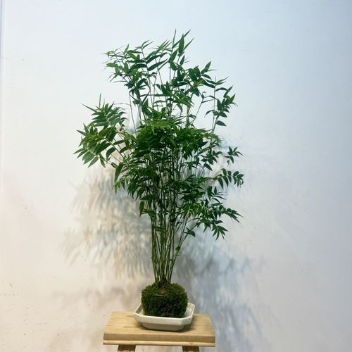 水培凤尾竹加啤酒有啥用?-第1张图片-吾爱花网 水培凤尾竹加啤酒有啥用?-第1张图片-吾爱花网