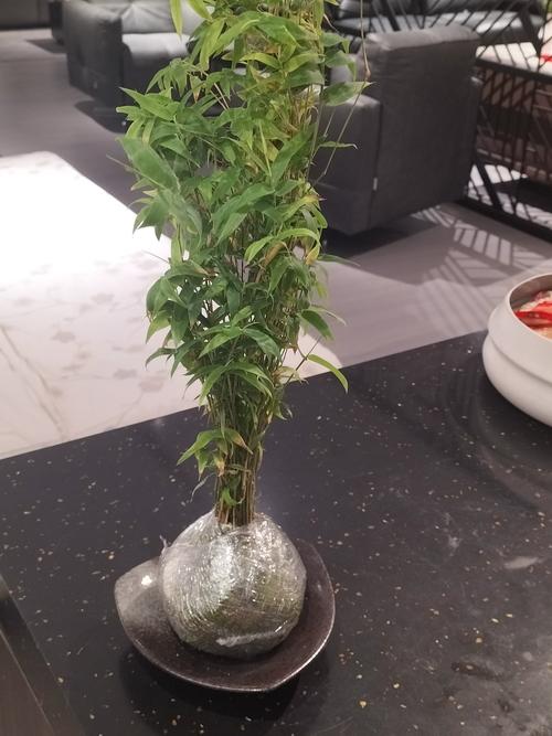 水培凤尾竹加啤酒有啥用?-第2张图片-吾爱花网 水培凤尾竹加啤酒有啥用?-第2张图片-吾爱花网