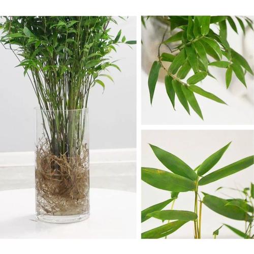 水培凤尾竹加啤酒有啥用?-第3张图片-吾爱花网 水培凤尾竹加啤酒有啥用?-第3张图片-吾爱花网