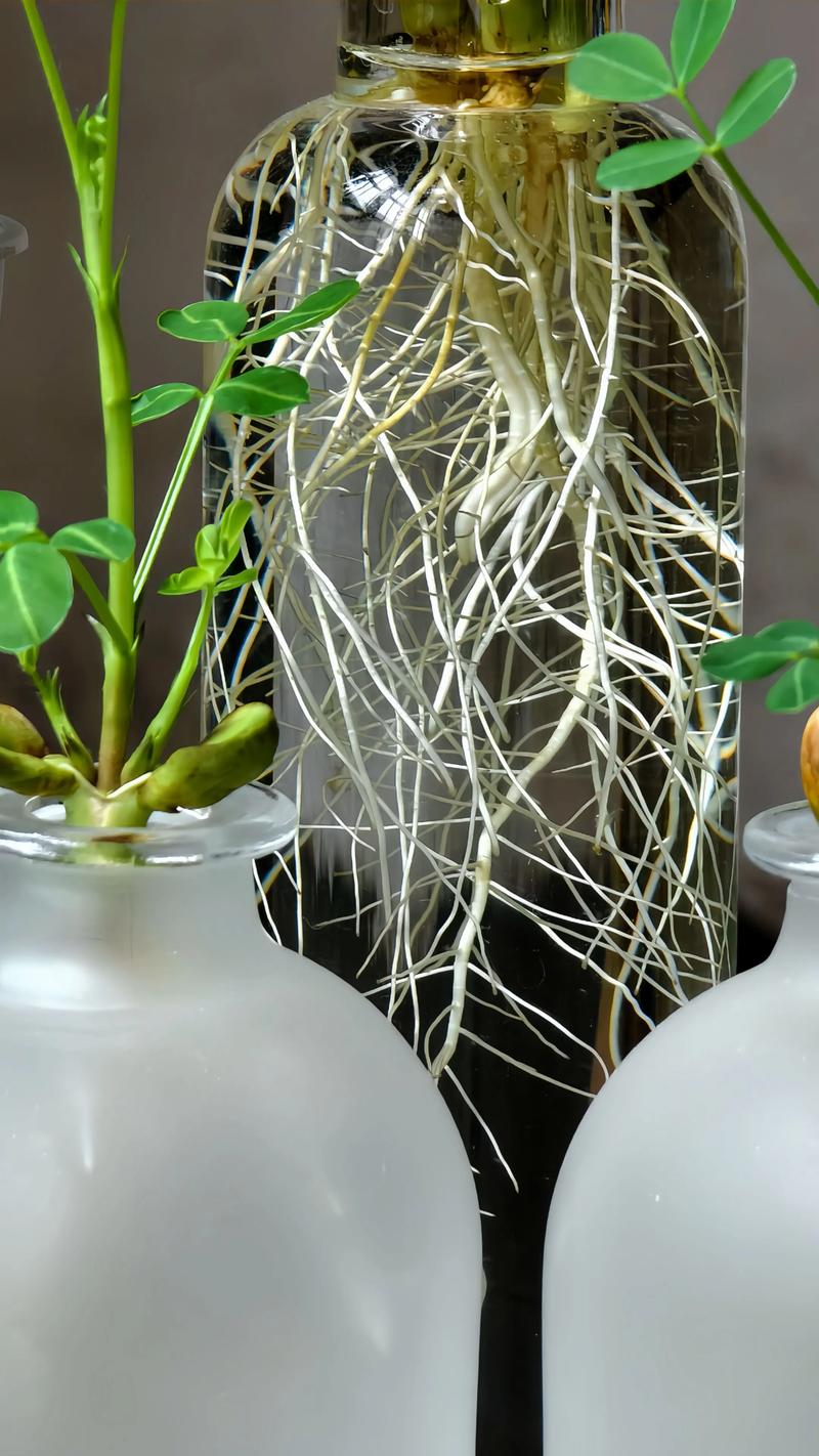 水培植物利弊如何？-第1张图片-吾爱花网