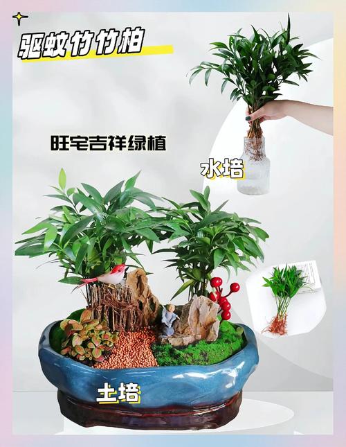 水培植物利弊如何？-第2张图片-吾爱花网